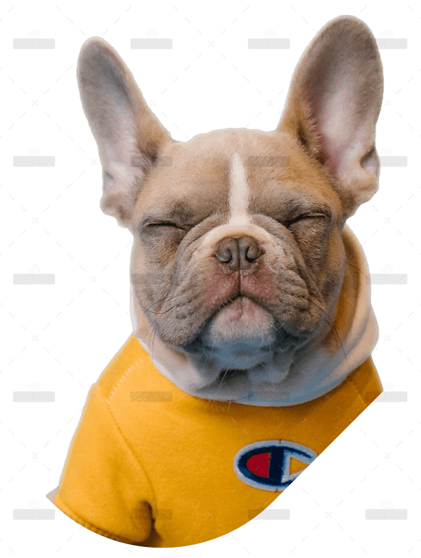 demo-attachment-232-Dog-Header-1